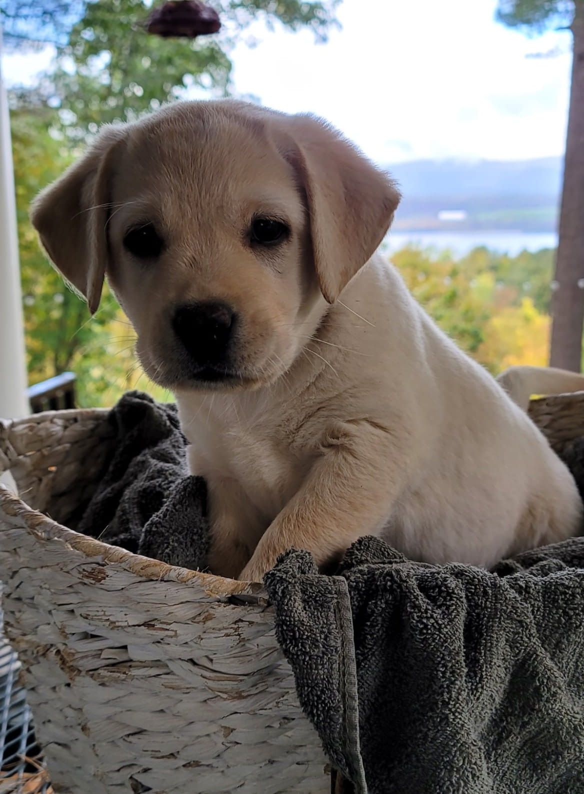 Whos ready to snuggle up with a... - On the Bluff Labradors | Facebook