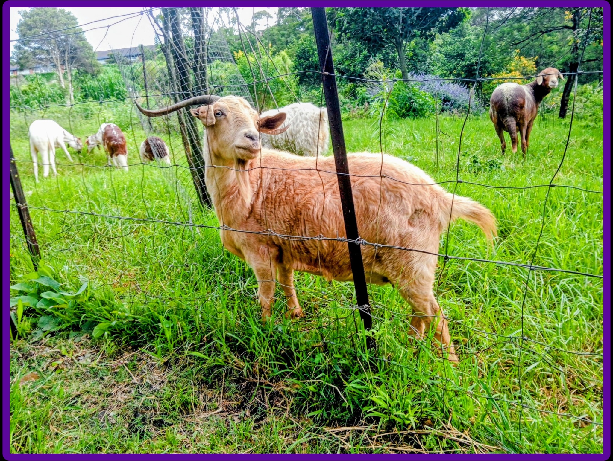 Green Connect Landcare