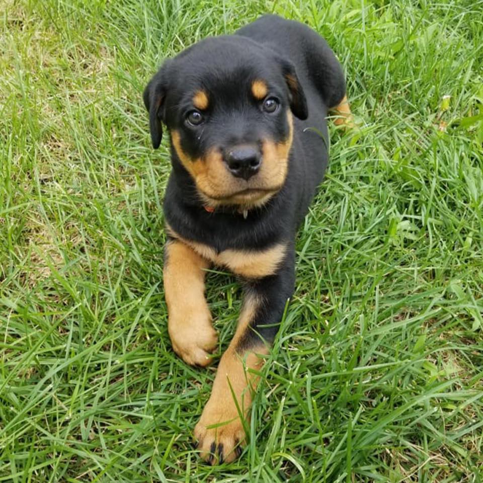 The Never Ending Adventures of Roman the Rottie