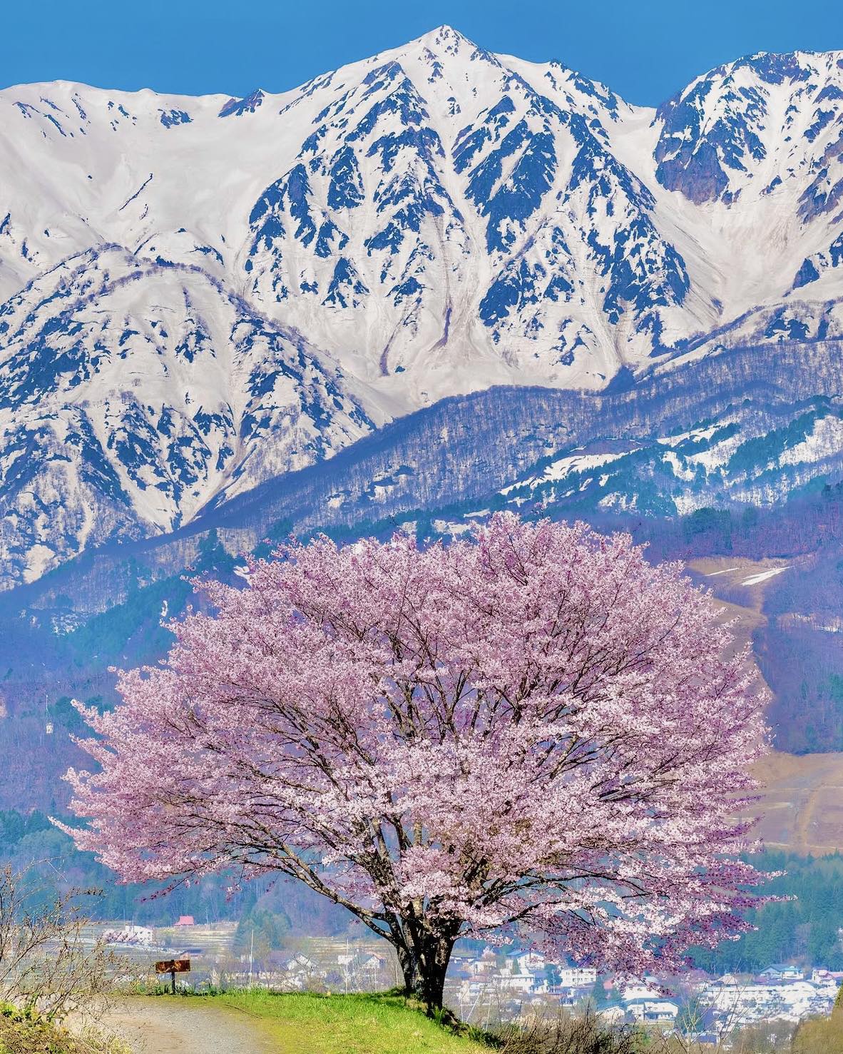 間もなく見れる白馬村の本気の春景色🌸🏞 📍長野 / 野平の一本桜✓🗓2024/4