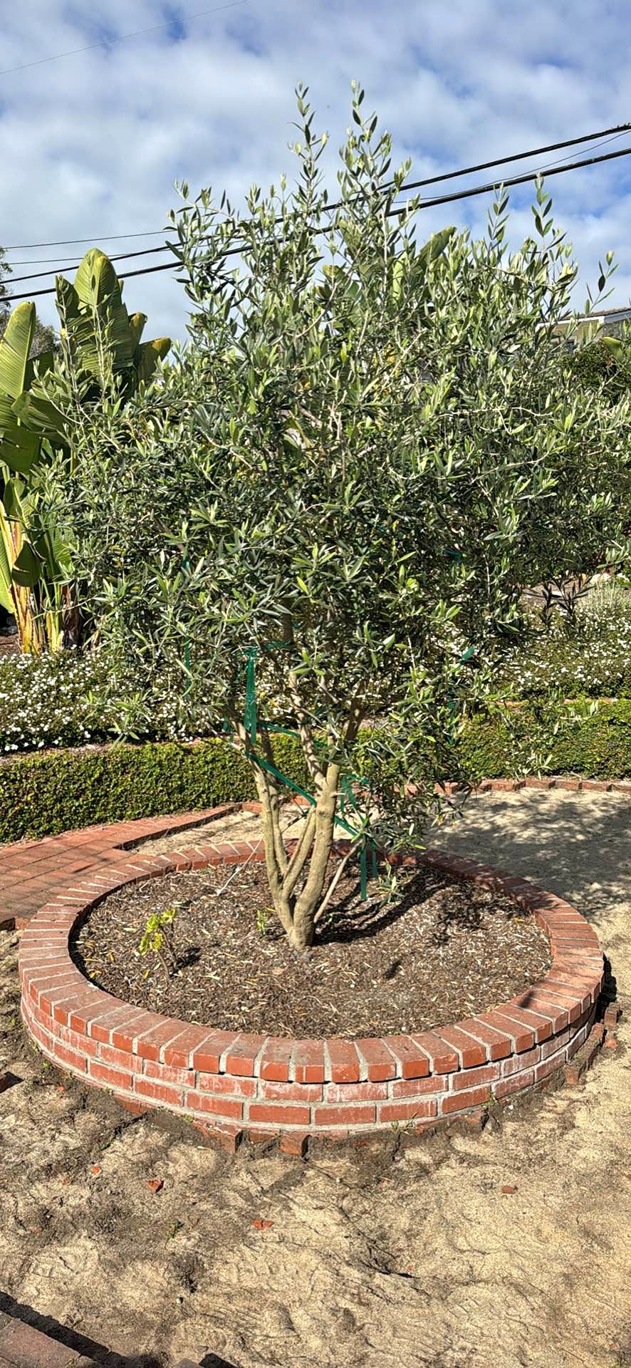 (Free) Seedless Olive Tree - Plants & Seedlings - Palos Verdes Estates ...