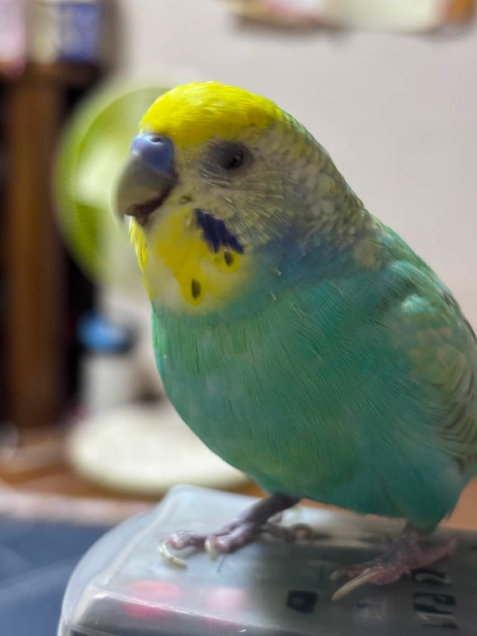 インコが大好き | Facebook