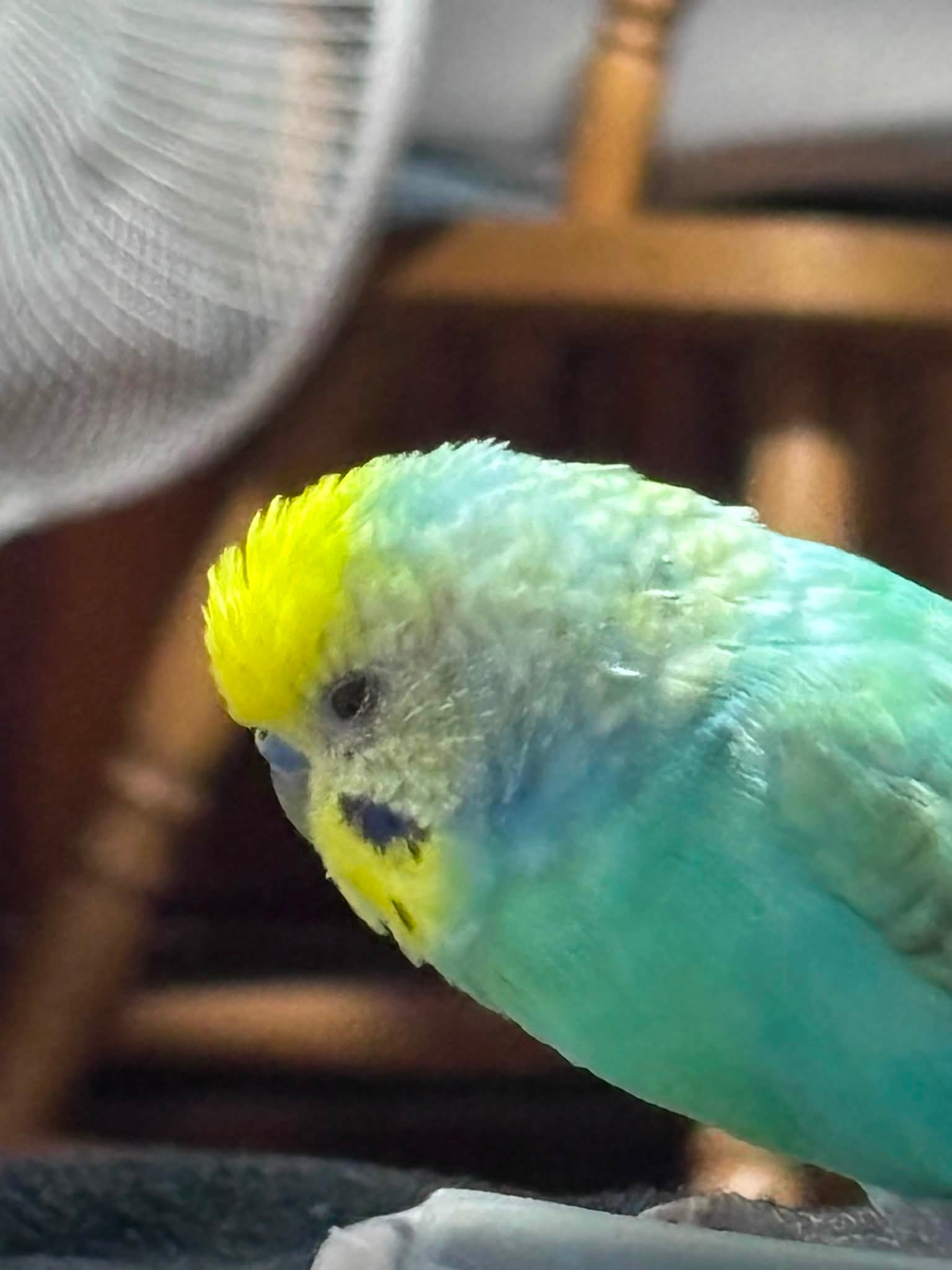 インコが大好き | Facebook