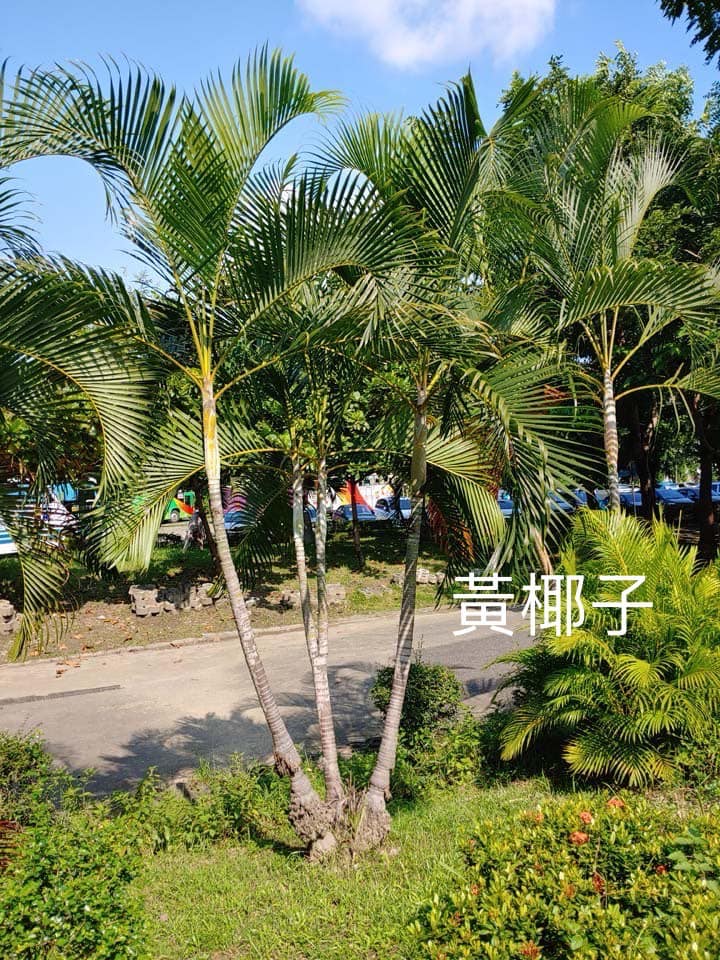 想請問檳榔樹跟黃椰子有什麼不同，感覺都是細直型樹幹並且都有一節一節的