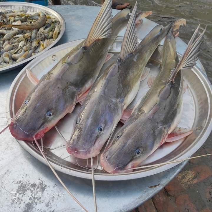 Fresh River Fish.BD | Dhaka