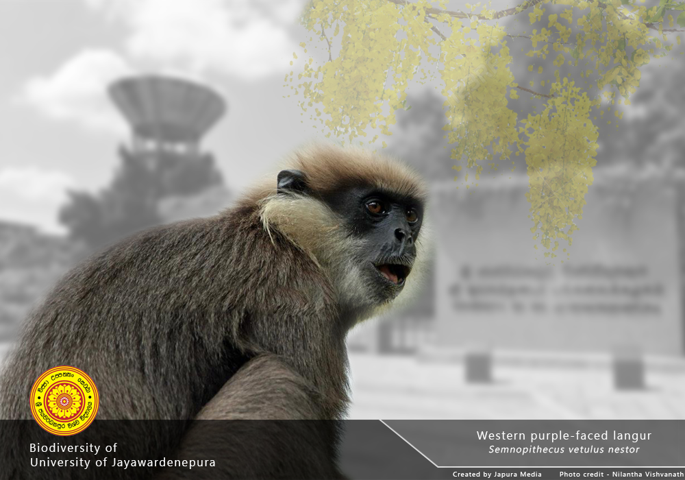 Japura - The purple-faced langur (Semnopithecus vetulus) also known as ...