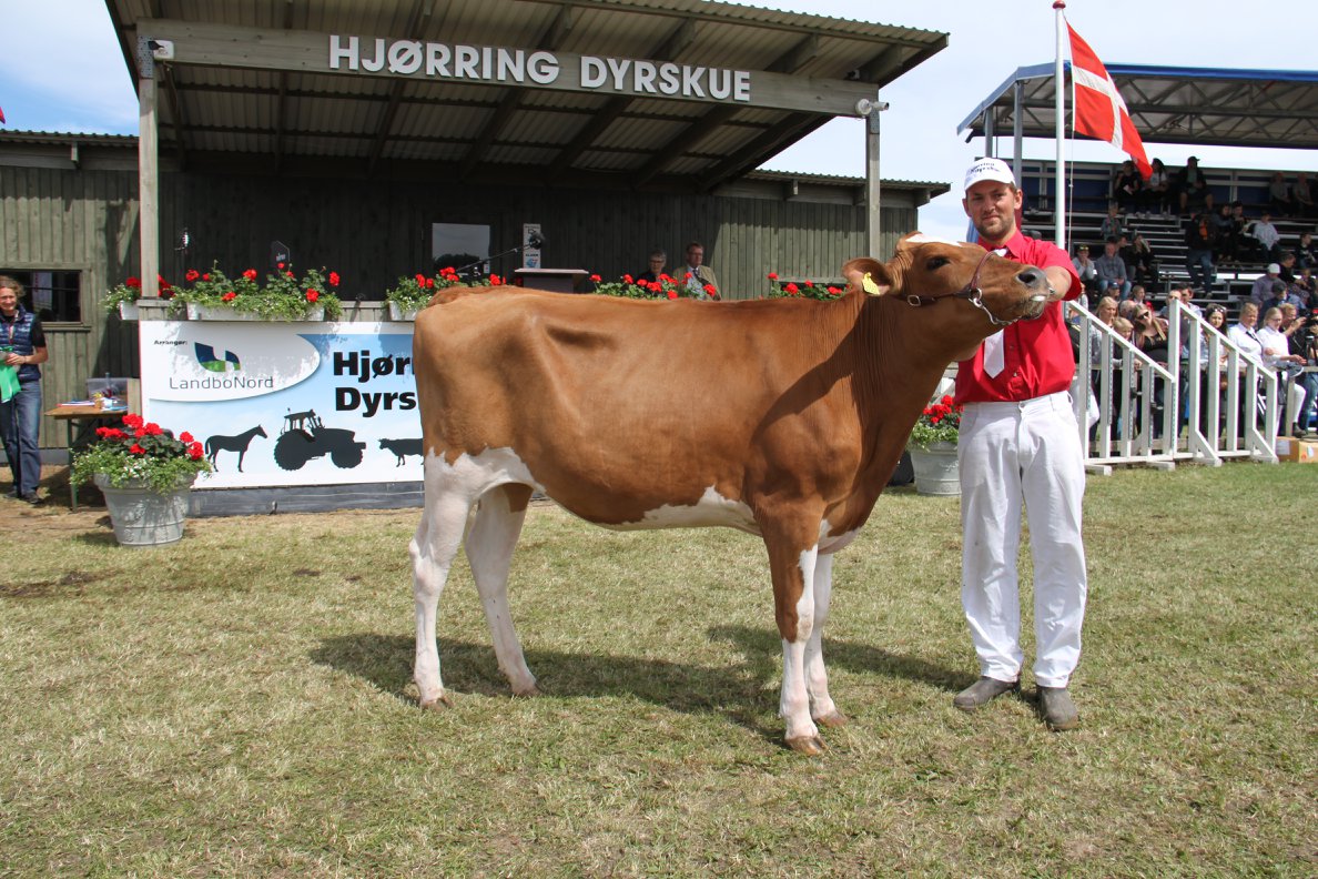 Hjørring Dyrskue - DRH Bedste kvie - Borup Holstein Foto: Malene T ...