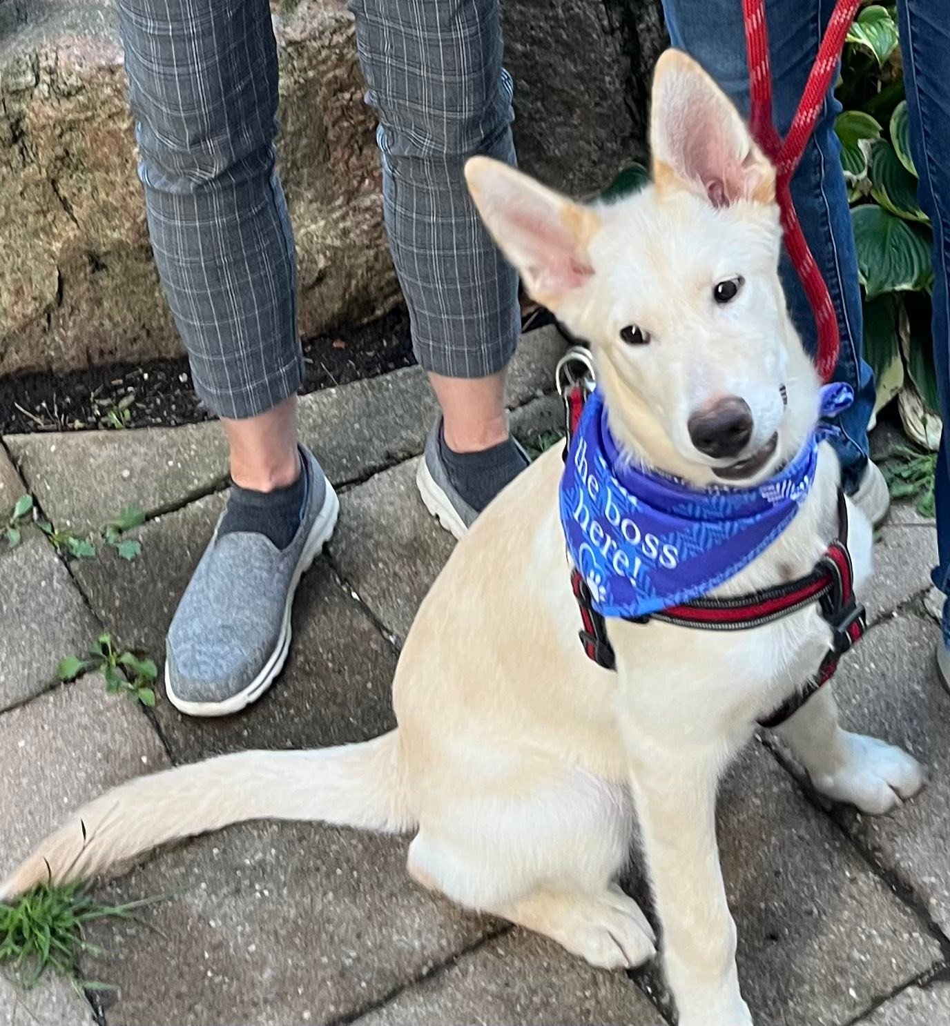 Rescue 1 At a Time | On this Nation Dog Day we had not one but two ...