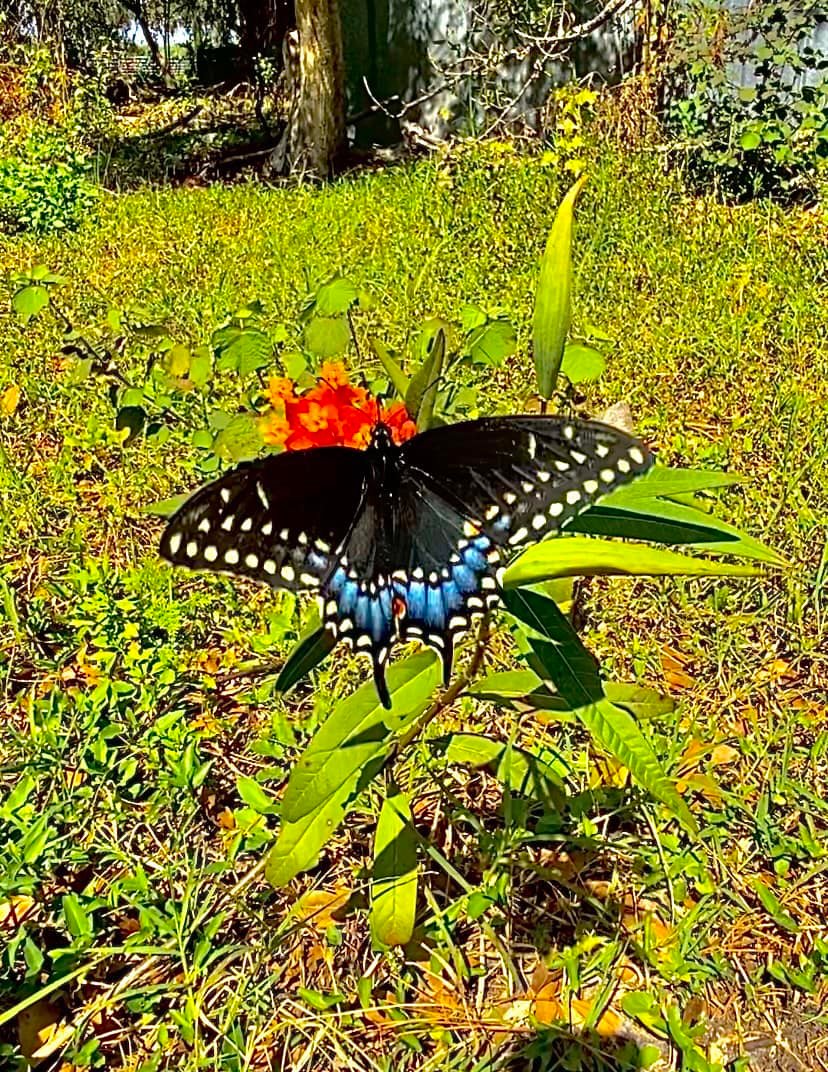 It's the trifecta of the insect world! In one photo, Jonathan