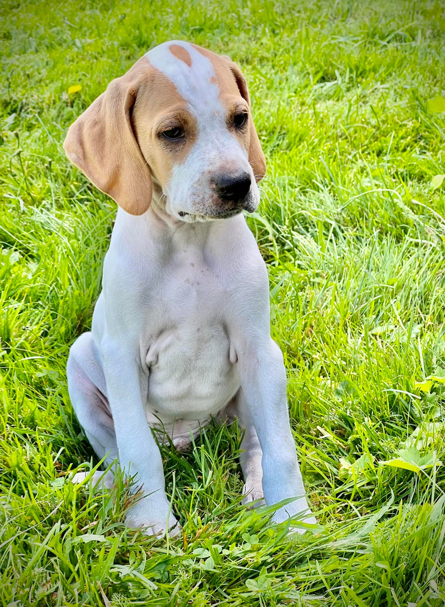 Dette er den nye valpen vår fra... - Rappjordets hundeverden | Facebook