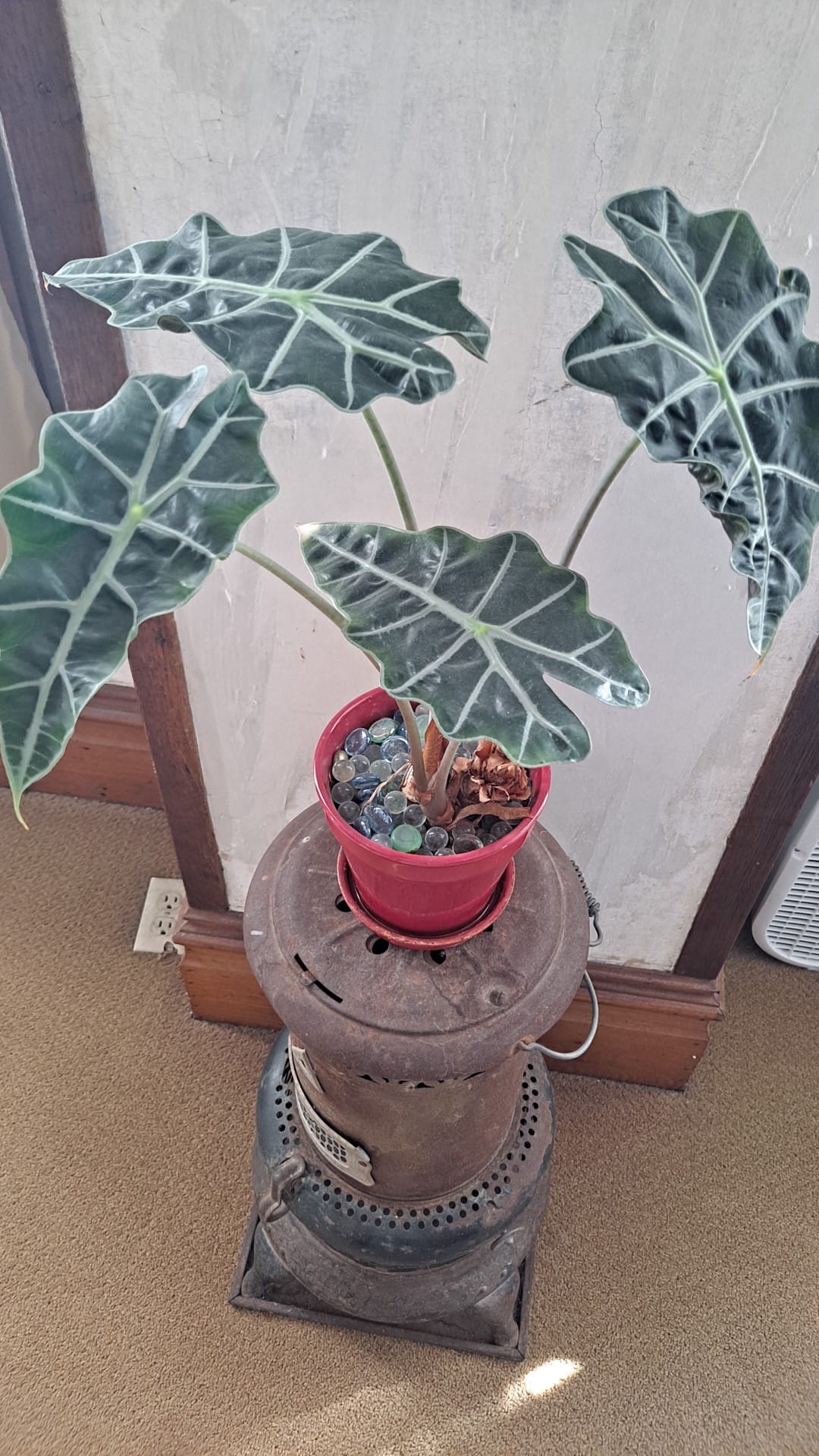 Is 2 year old cephalotus hummer's giant any ideas to grow them
