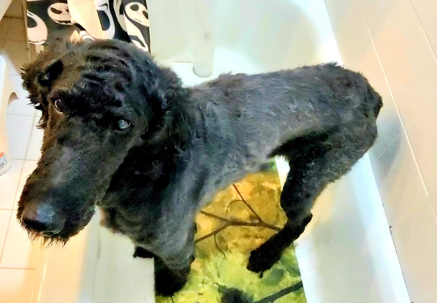 Can Dogs Die From Sebaceous Adenitis