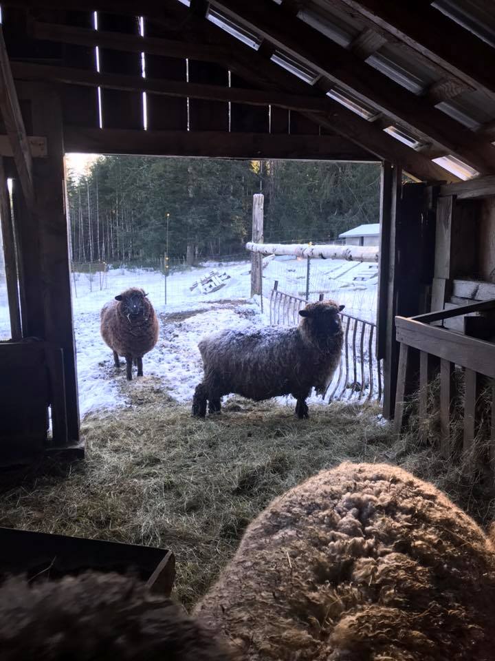 Halstead Farm | Merville BC