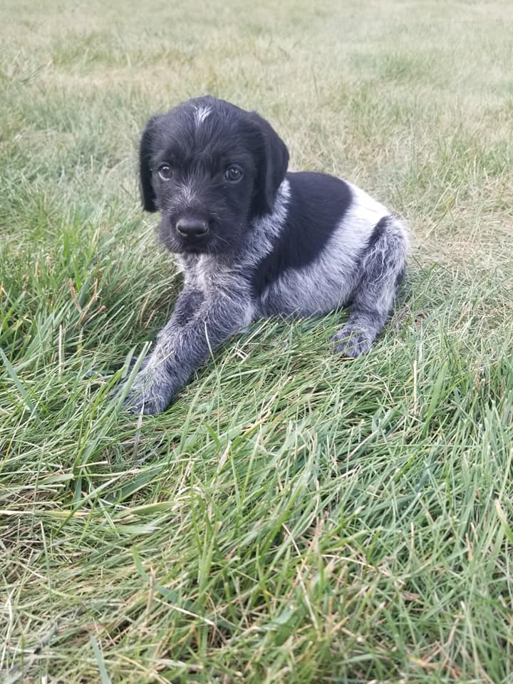 wheatland-kennels