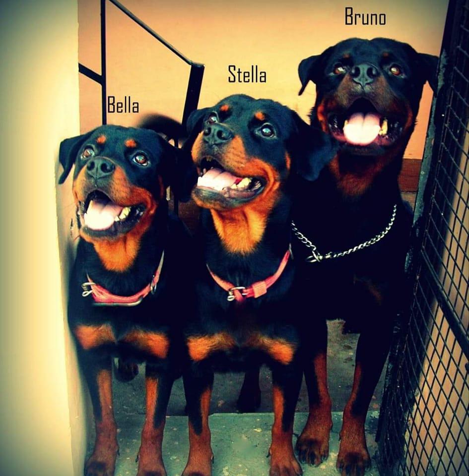 Team Extreme Rottweilers | Gwalior