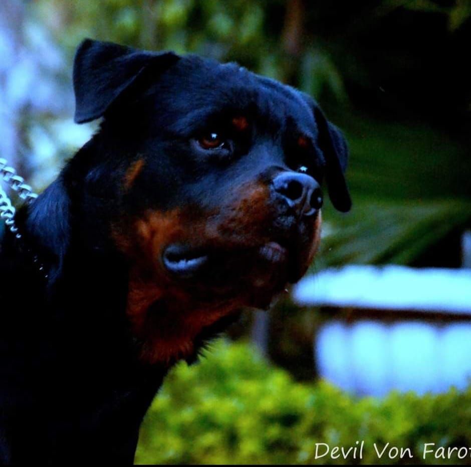 Team Extreme Rottweilers | Gwalior
