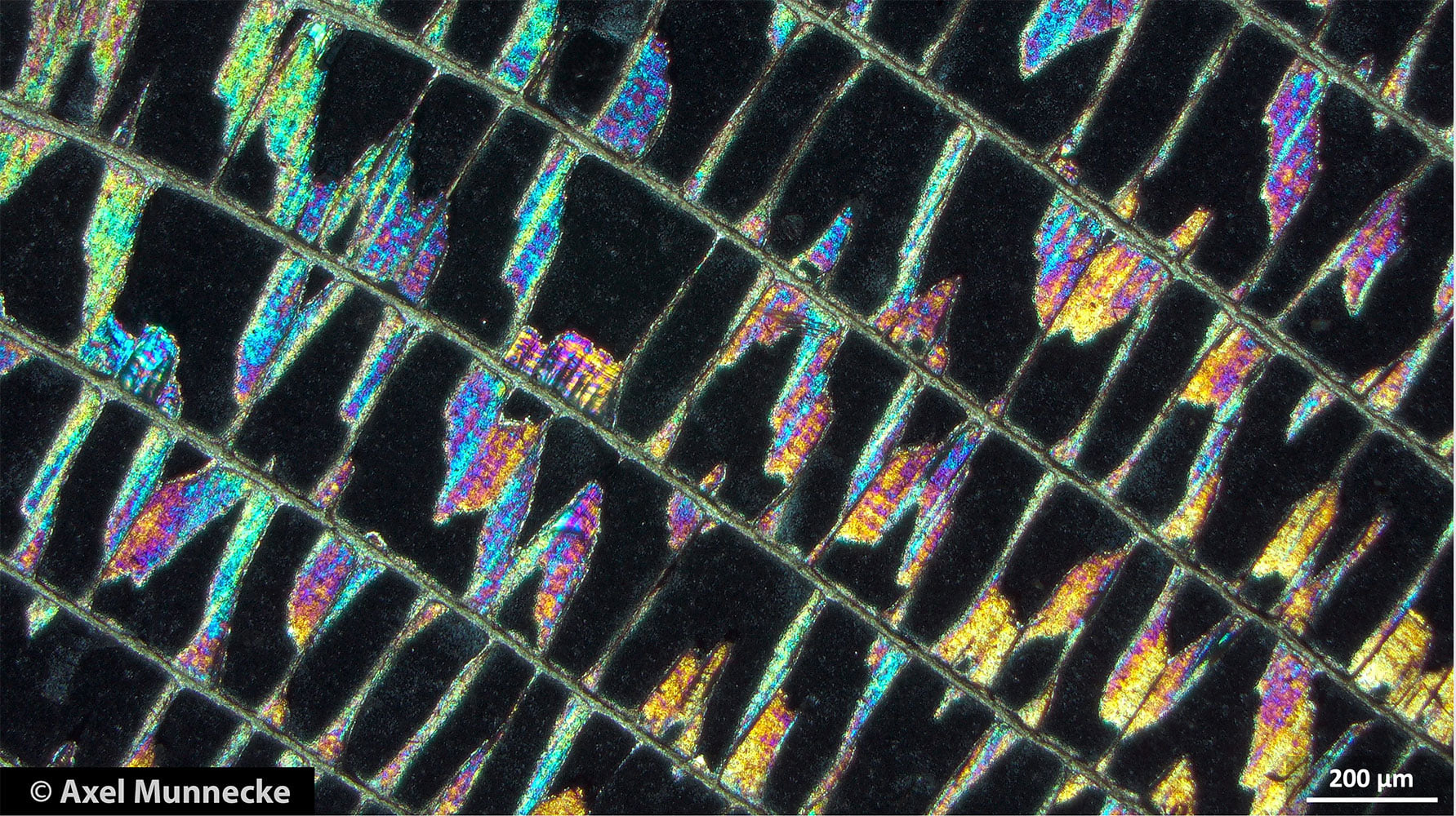 Photo of the month January 2022: Cross section through a recent ...