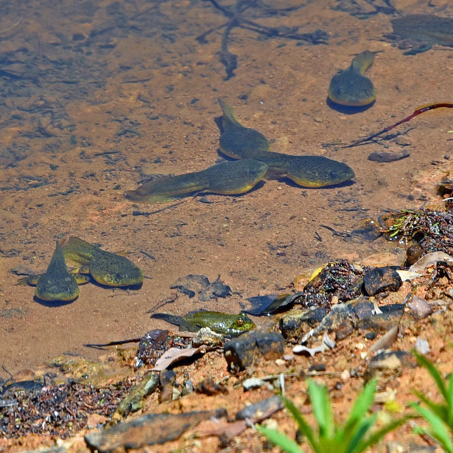 Natural Japan - Giant bullfrog tadpoles (ウシガエルのオタマジャクシ)....