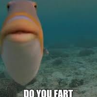Know Your Meme Indonesia - Unofficial - "Staring Fish". Penjelasan ...