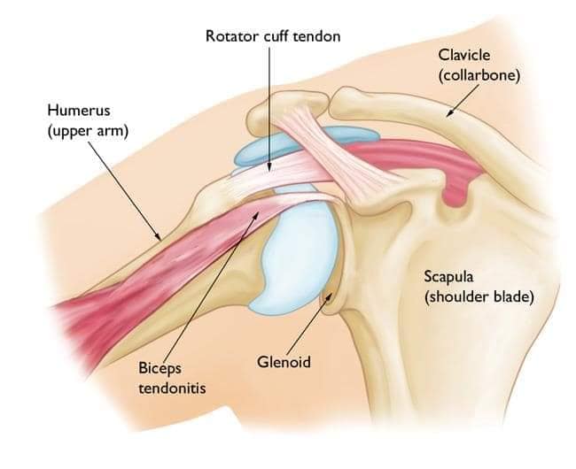 Advice for healing bicep tendon and shoulder injuries?
