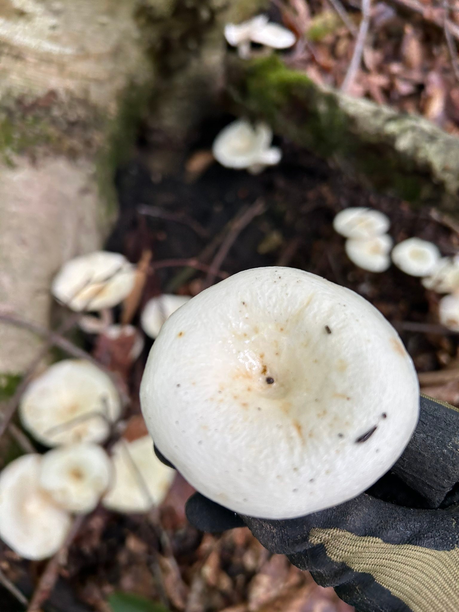 オオイチョウタケでしょうか？ 食べたこともとったこともありません