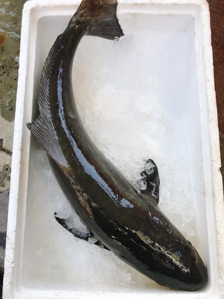 樂漁本舖 - 野生海鱺 今天看到一尾超肥海鱺 肥厚的背部與圓潤的腹部 就決定是牠了😂 果然一切開肉看到切面滿滿油花... | Facebook