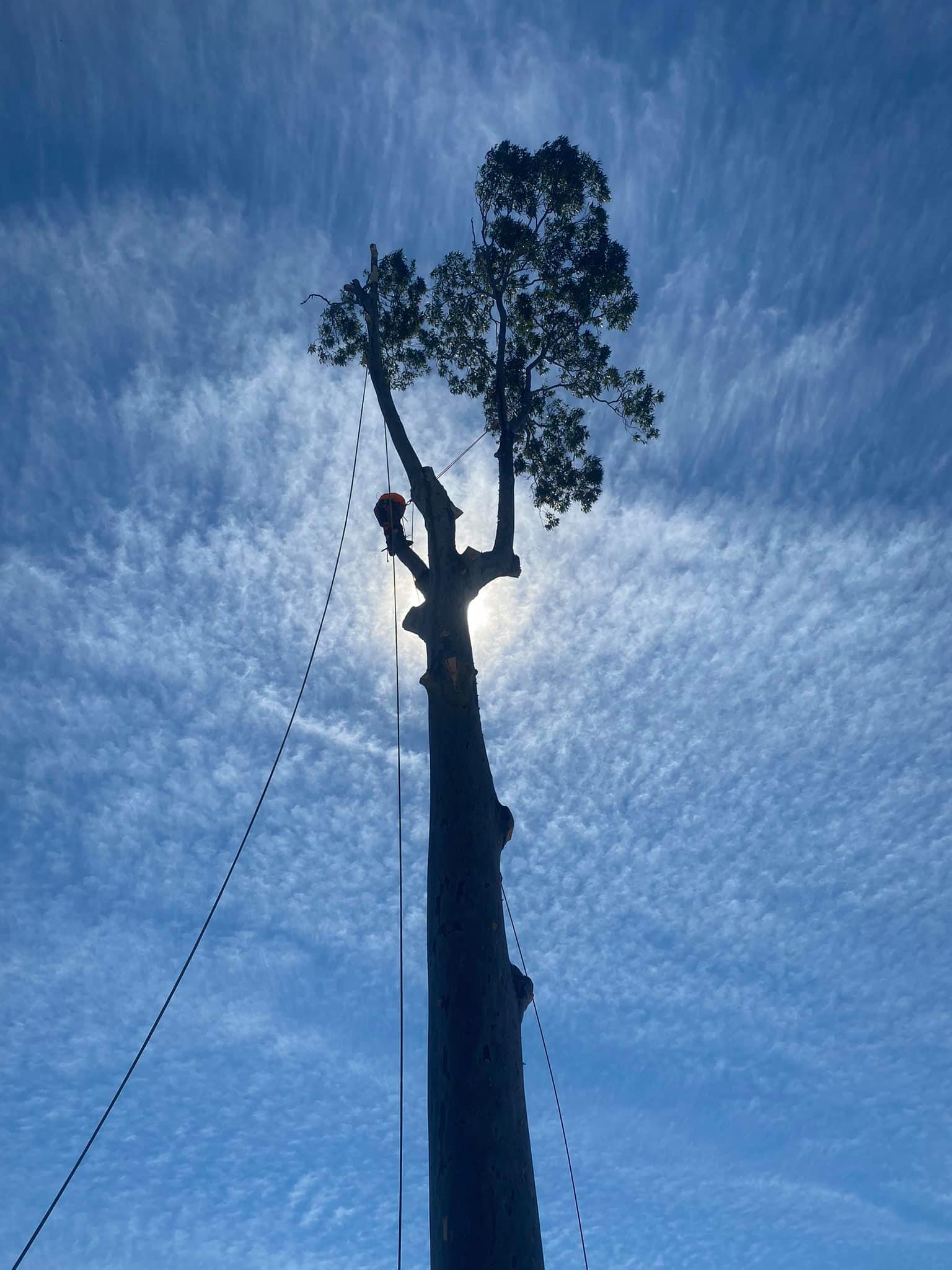 Integrity Tree Services | Maryland NSW