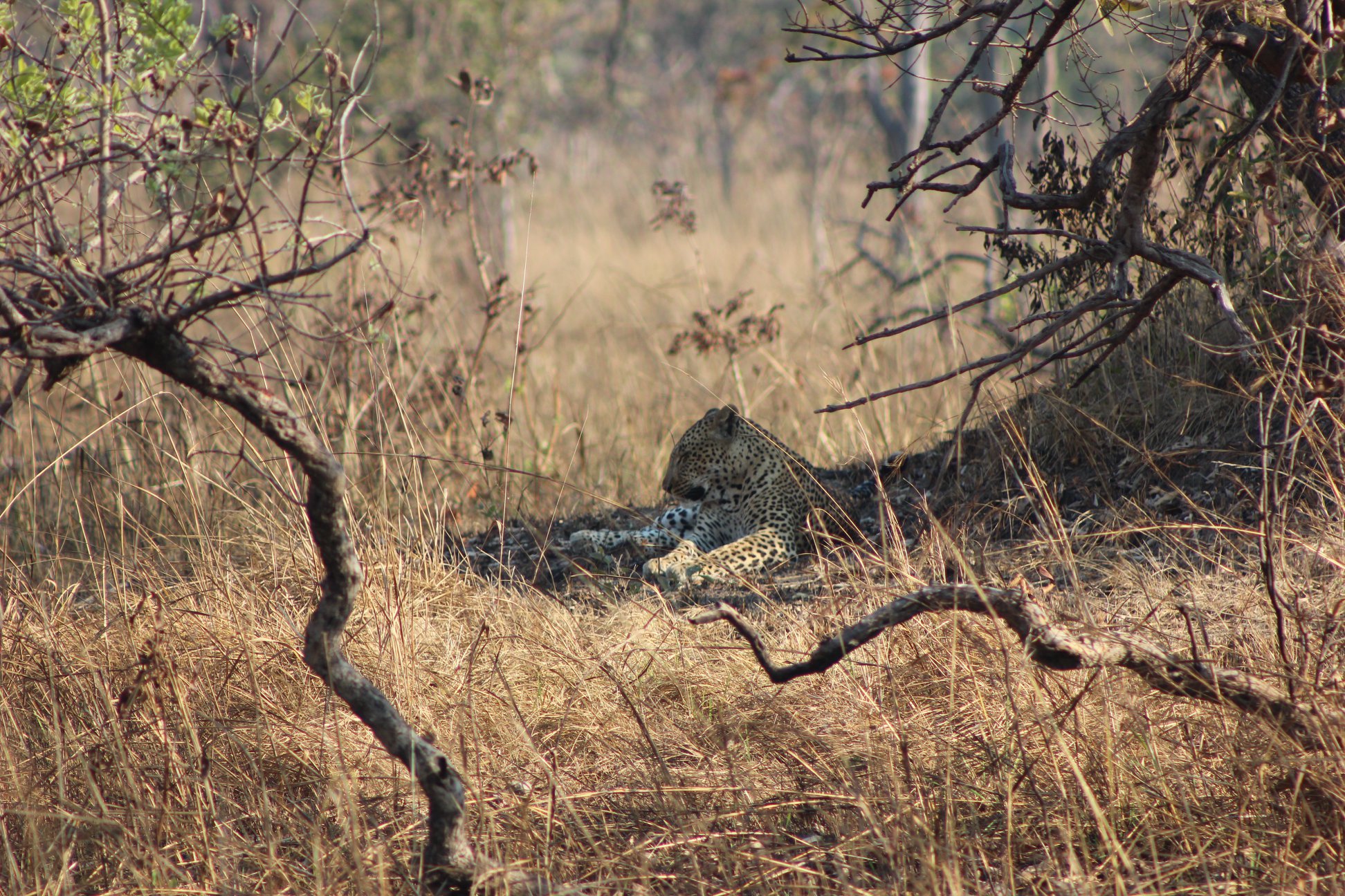 Experience the delights of Kafue... - Mapunga Bush Camp
