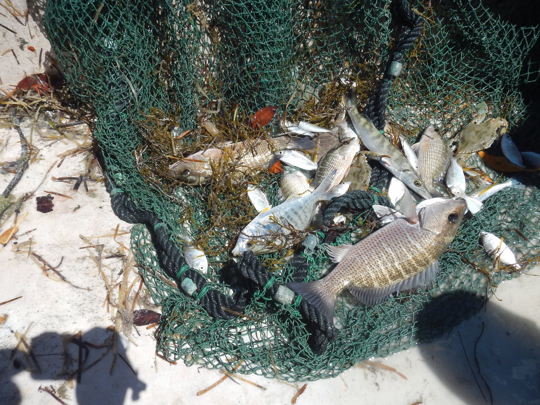 barracuda fishing nets Blackhole Cast – Salty Network Another day deep-sea fishing with