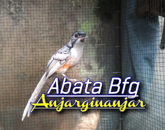 Anjar Ginanjar