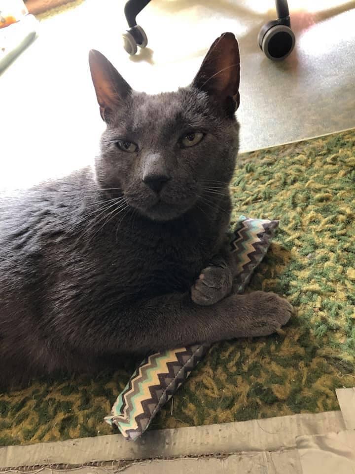We need your help, Wednesday! Recently we took in a kitty named