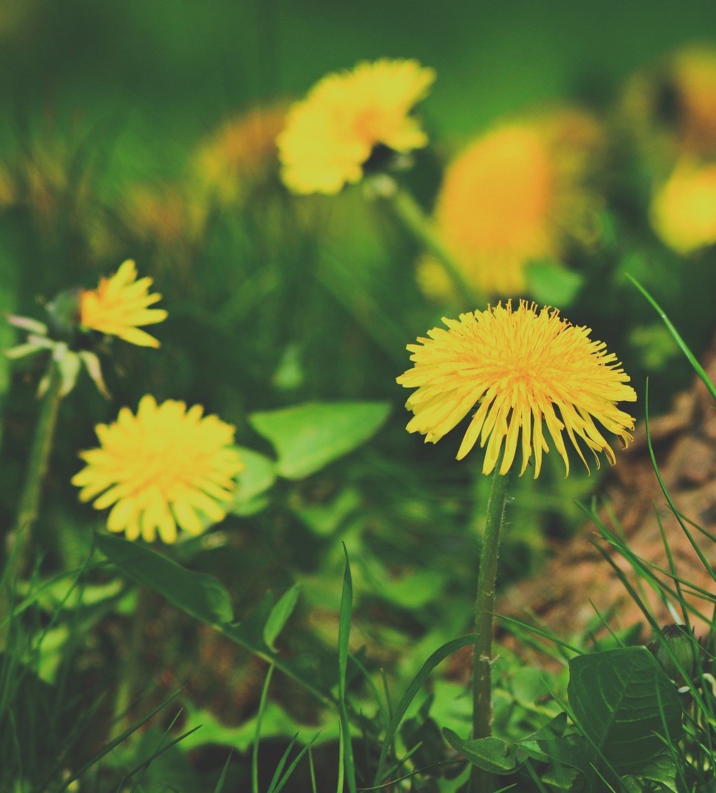 A recent report showing... - Somerset Community Herb Clinics | Facebook