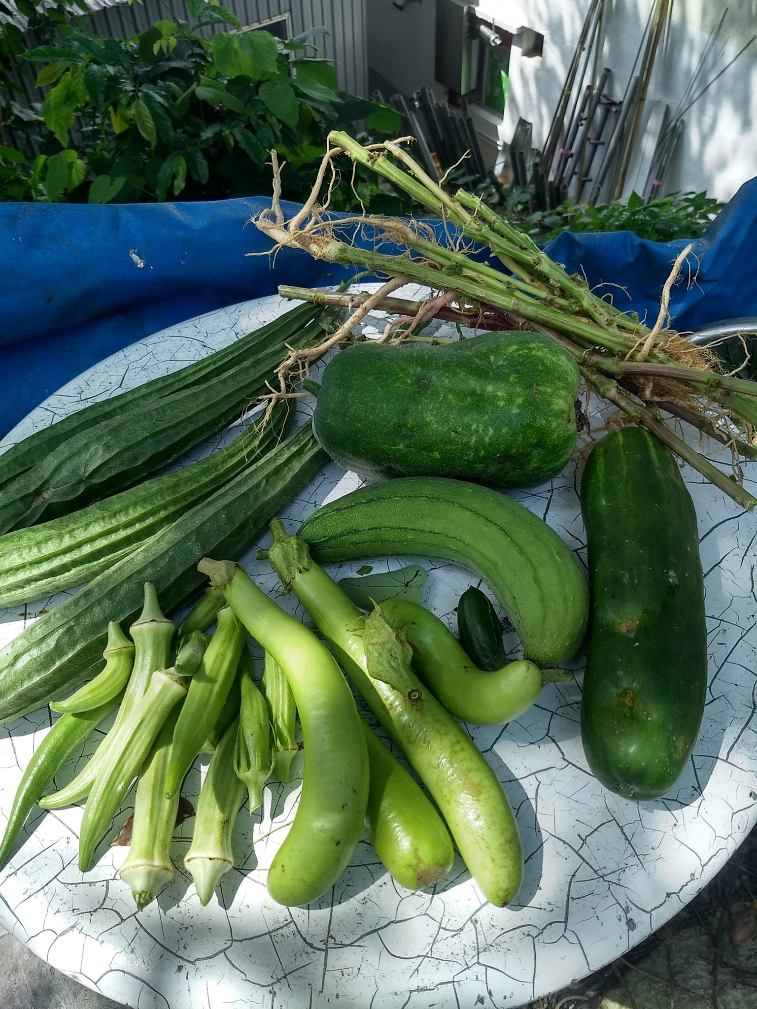 是日收成:) 青瓜就係喺地下的....其中兩條C... - Weekend Farming Sharing
