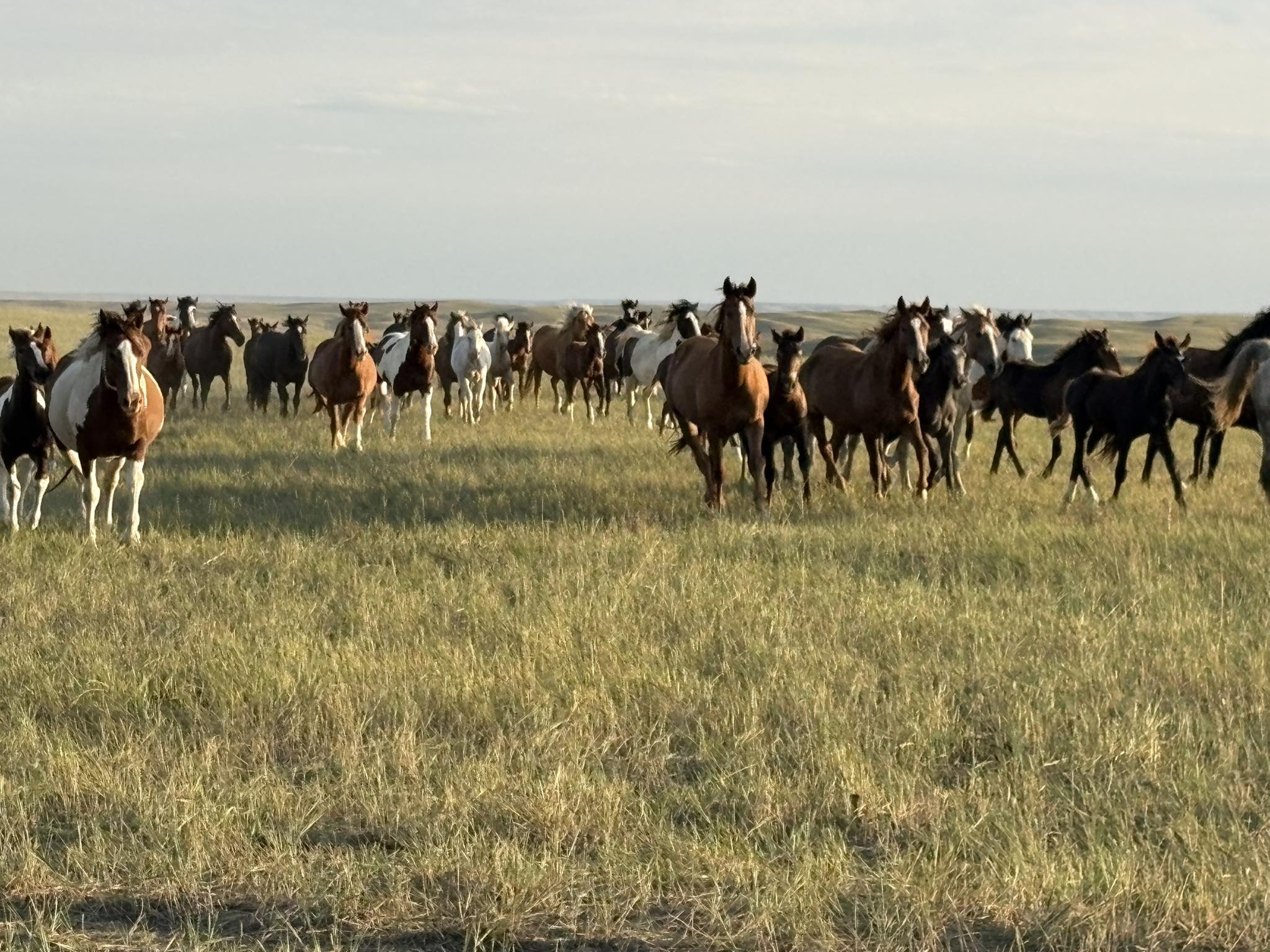 Thomas - An honest bronc is only as good as the bronc rider he or she ...