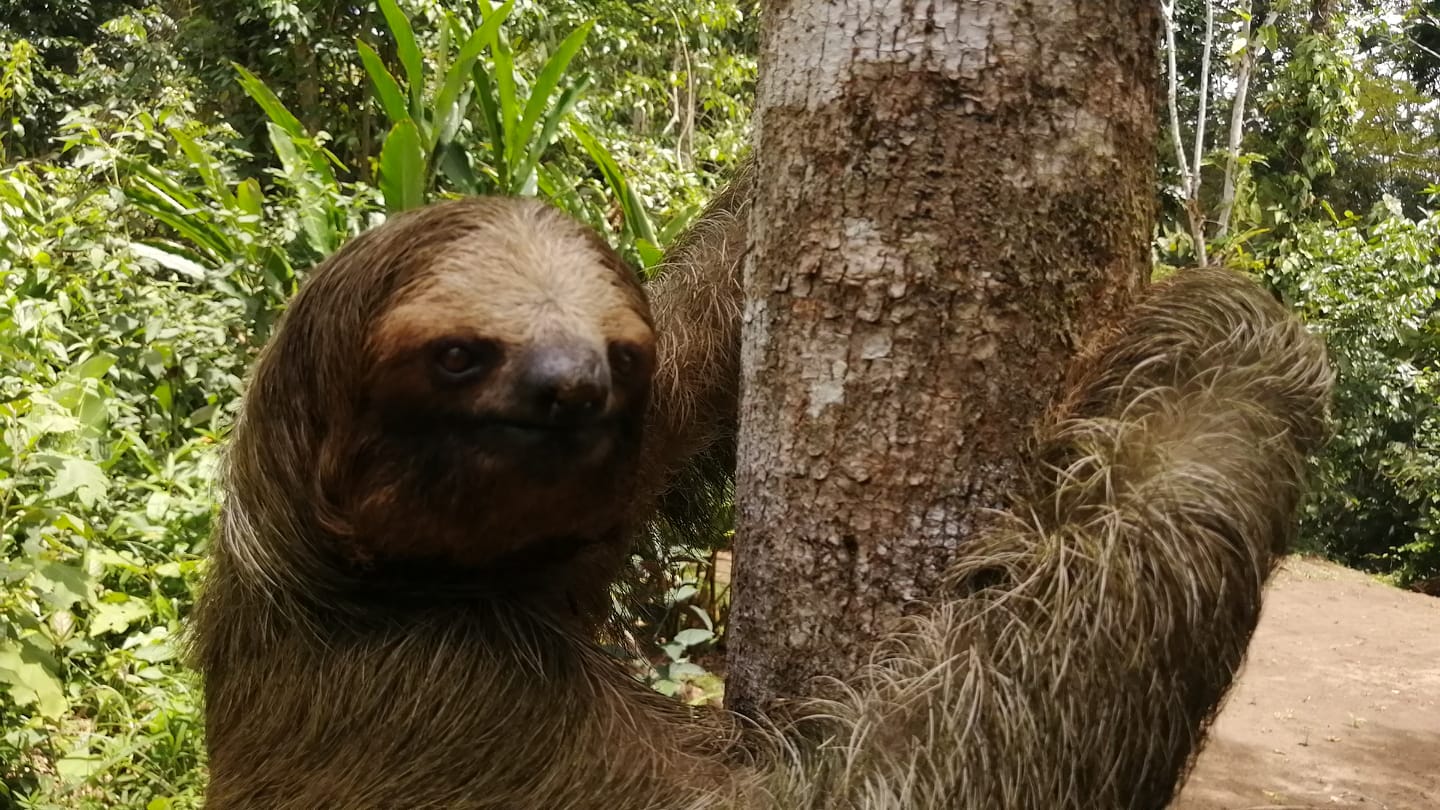 Capi capi. Deseas conocer y... - Reserva Natural Capi Capi
