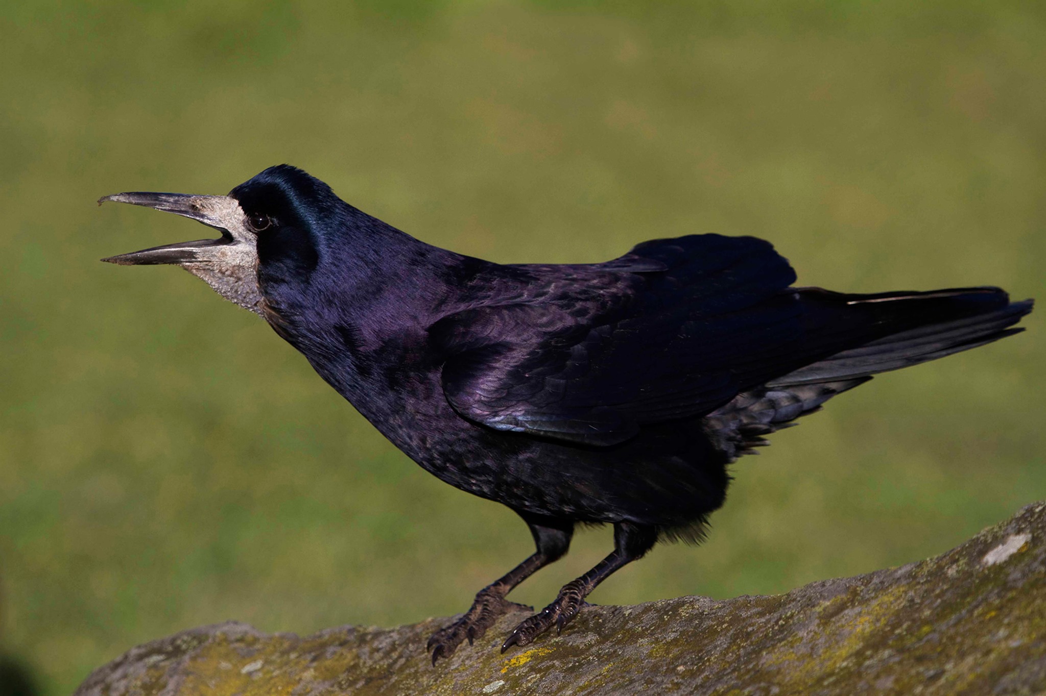 🐦Did you know? A group, or flock of rooks is known as a parliament ...