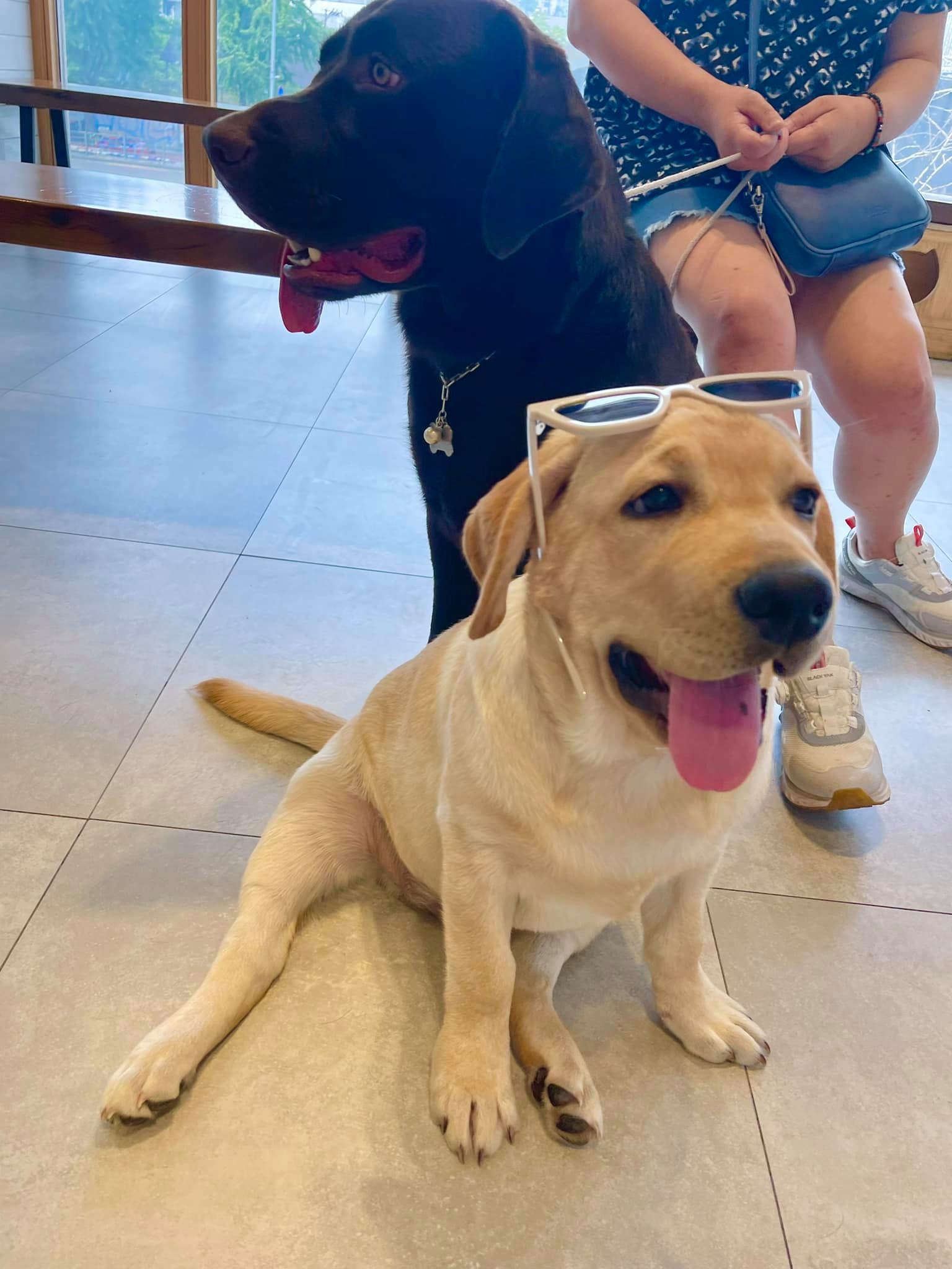 พวกผมมันหล่อ ให้ตายเถอะ 🤦🏼‍♀️🤦🏼‍♀️... - Dobby Bambii labrador