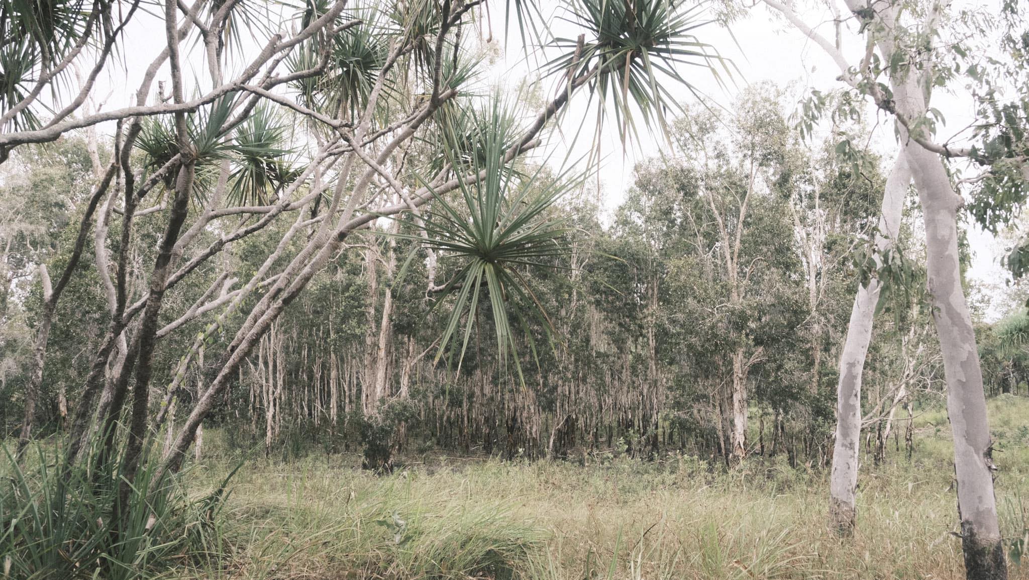 Yirralka Miyalk | Yirrkala NT