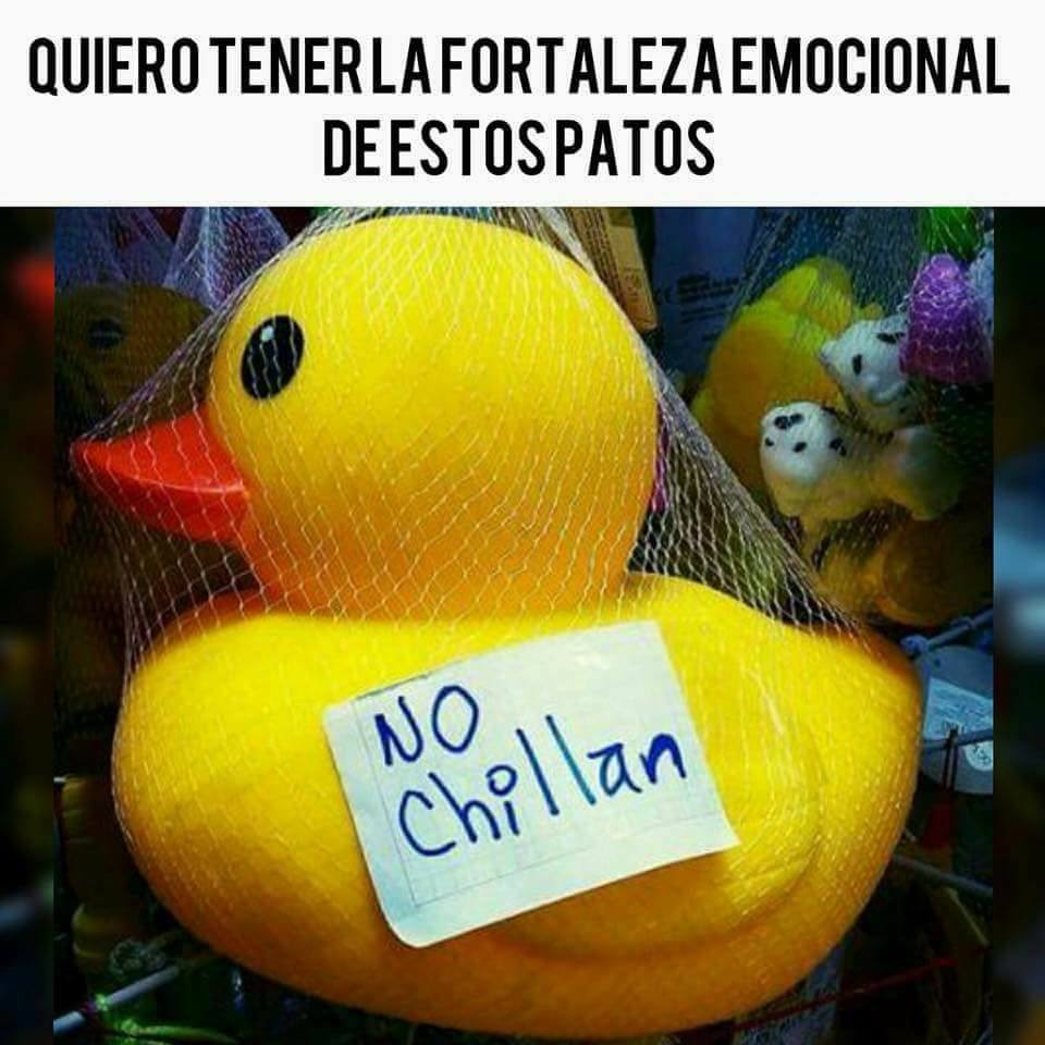 Pato Inteligente Memes