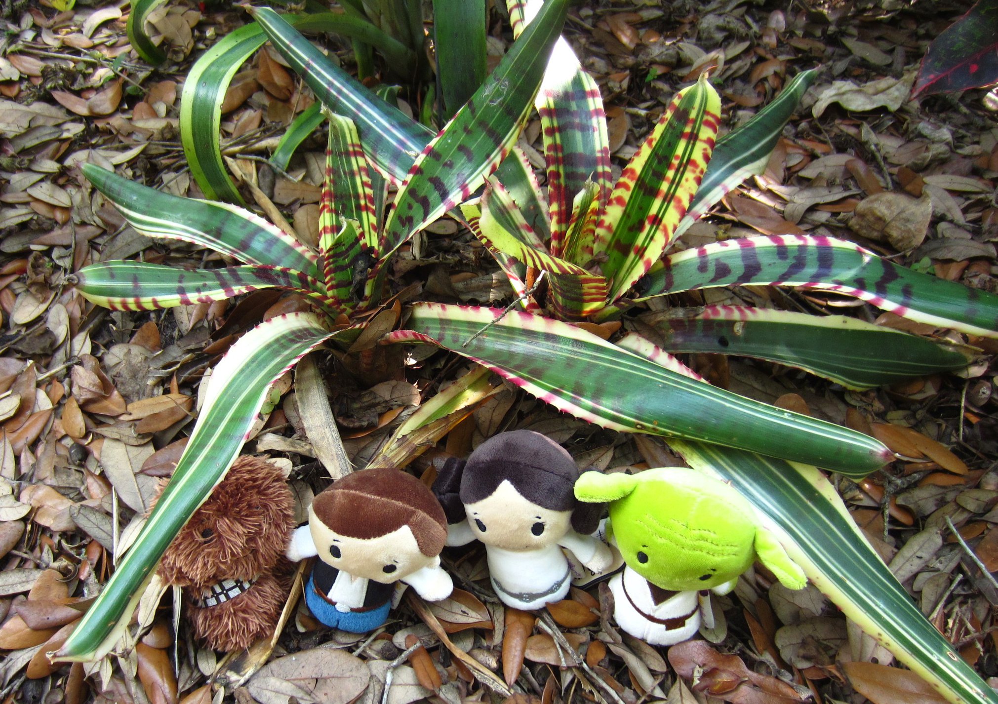 Neoregelia 'Star Wars' bromeliad for bright shade