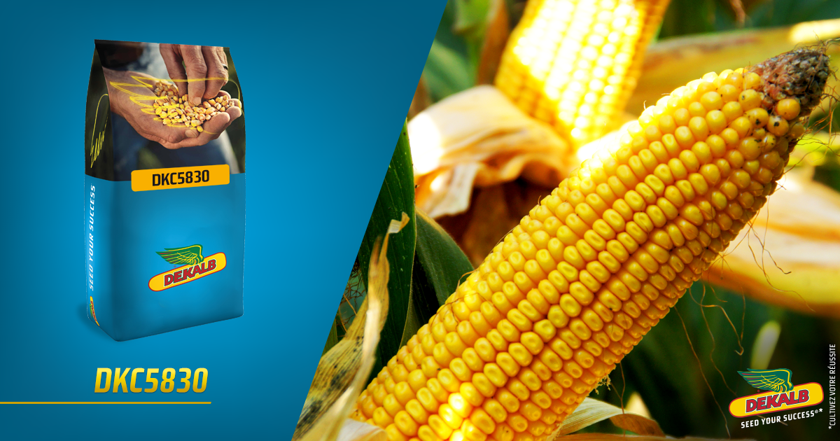 DEKALB - DKC5830 est un vrai pilier de la gamme DEKALB. Ses ...