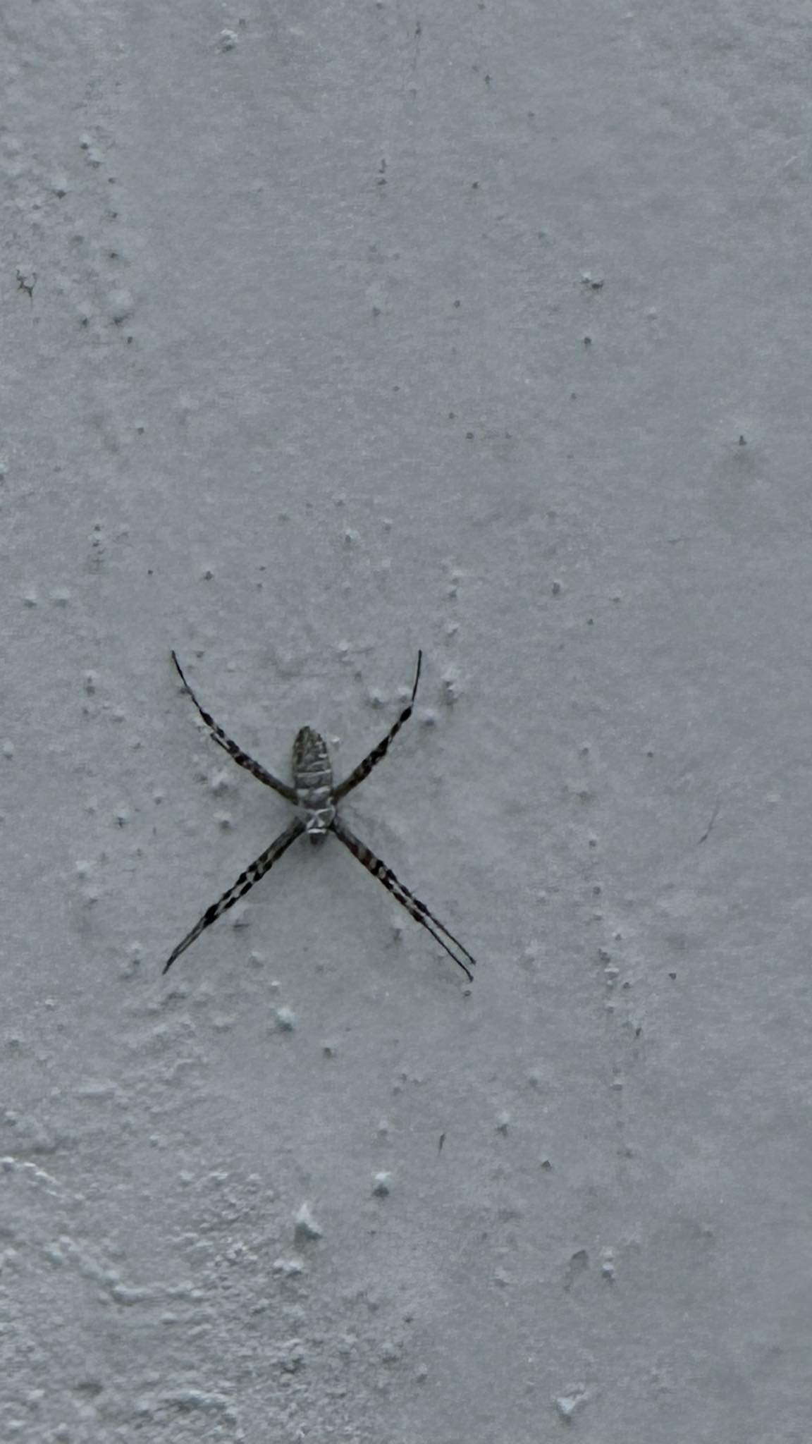 identificación de insectos y consejos | Gracias | Facebook