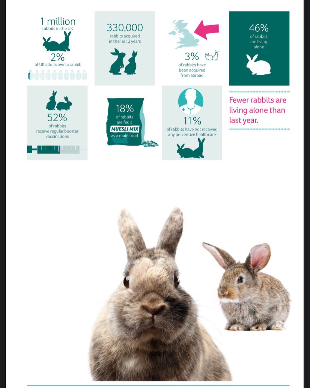 This year’s PDSA animal... - The Bunnyjackpot Foundation | Facebook