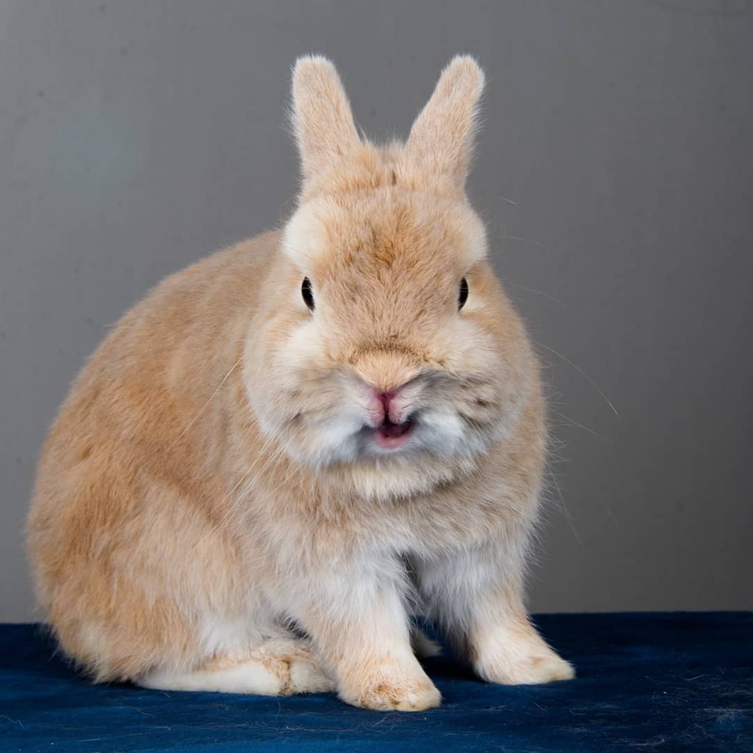 Rabbit Smarties
