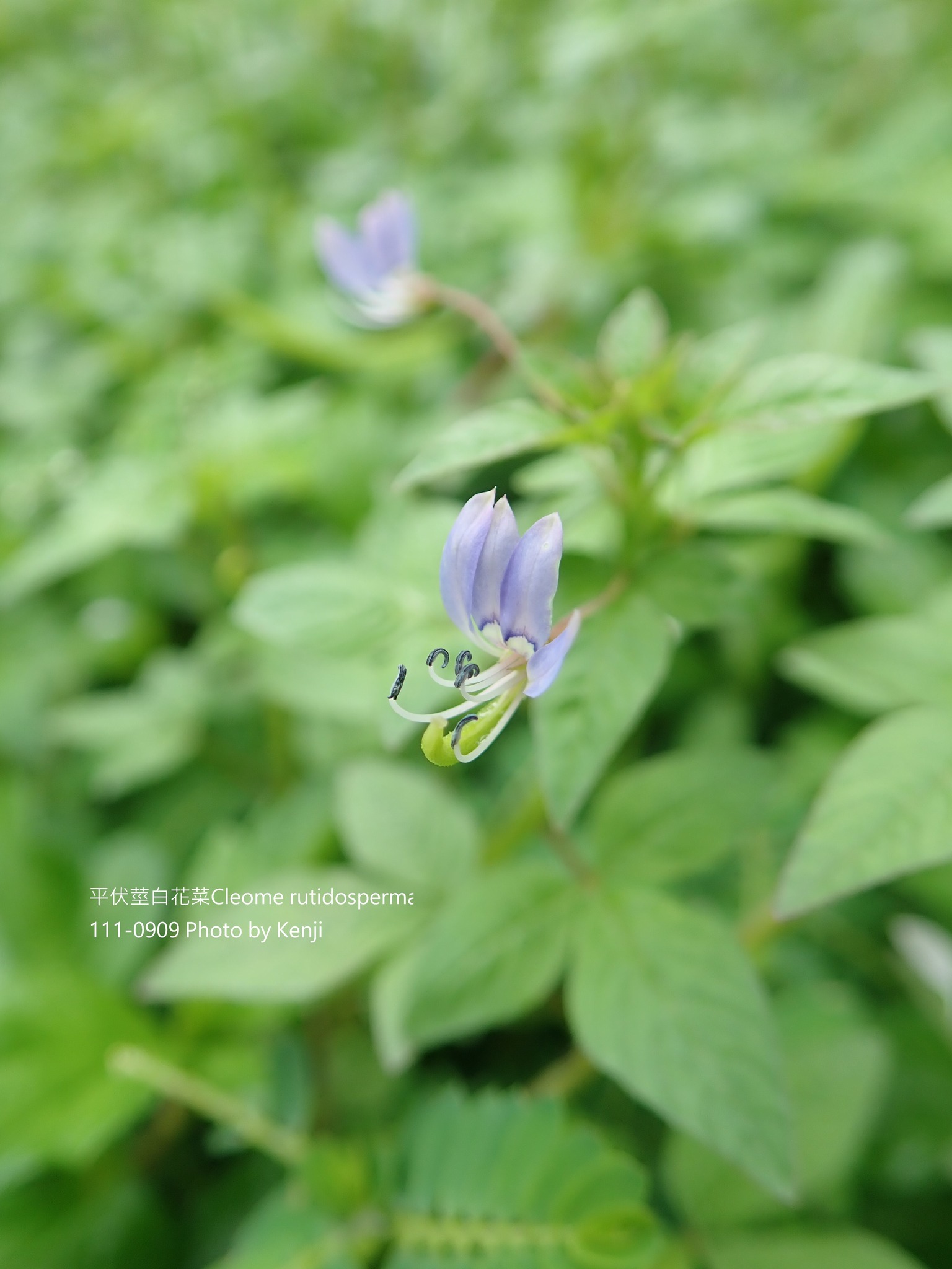 幸福花園 i 手作 - 平伏莖白花菜 Cleome rutidosperma...