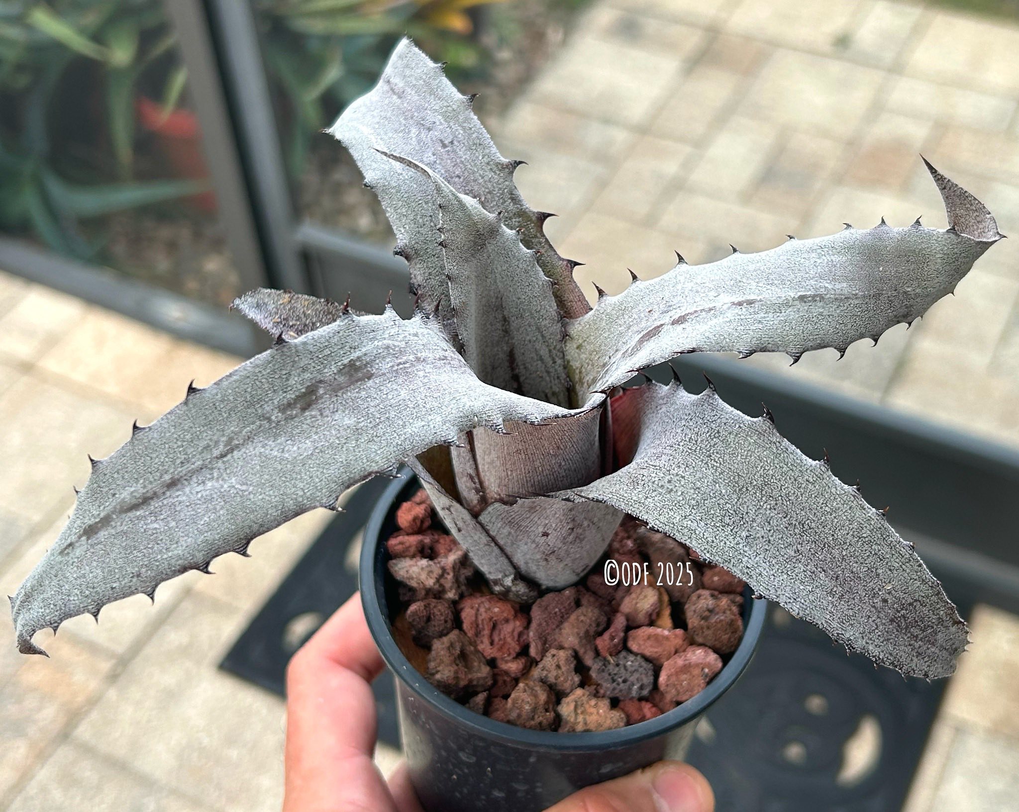 Hohenbergia species Leme #2203