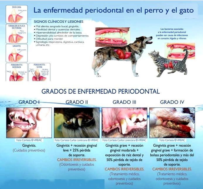medicina-veterinaria-practica-clasificaci-n-de-los-grados-de