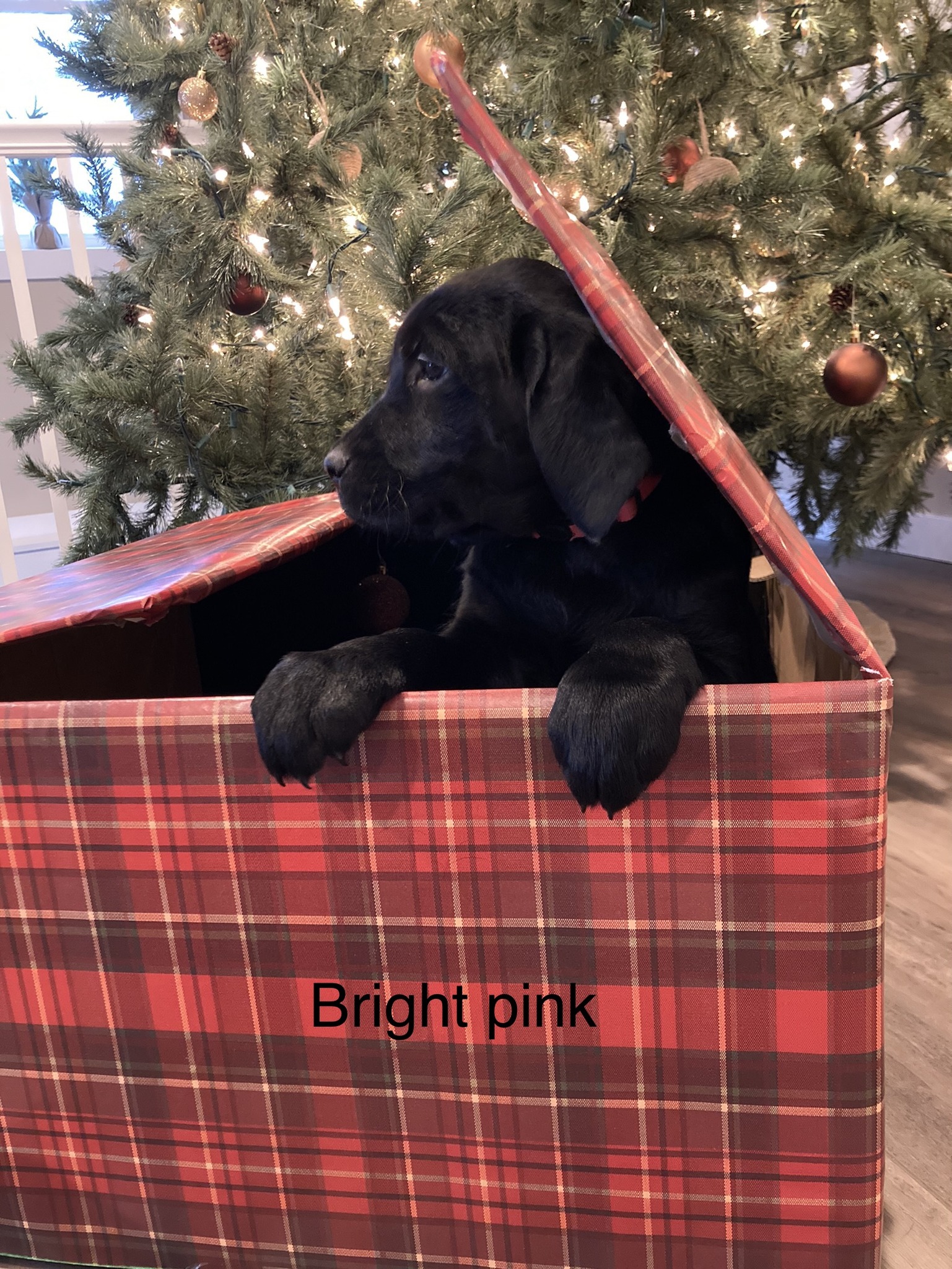 Lucky's Goldador Puppies | Decatur IN