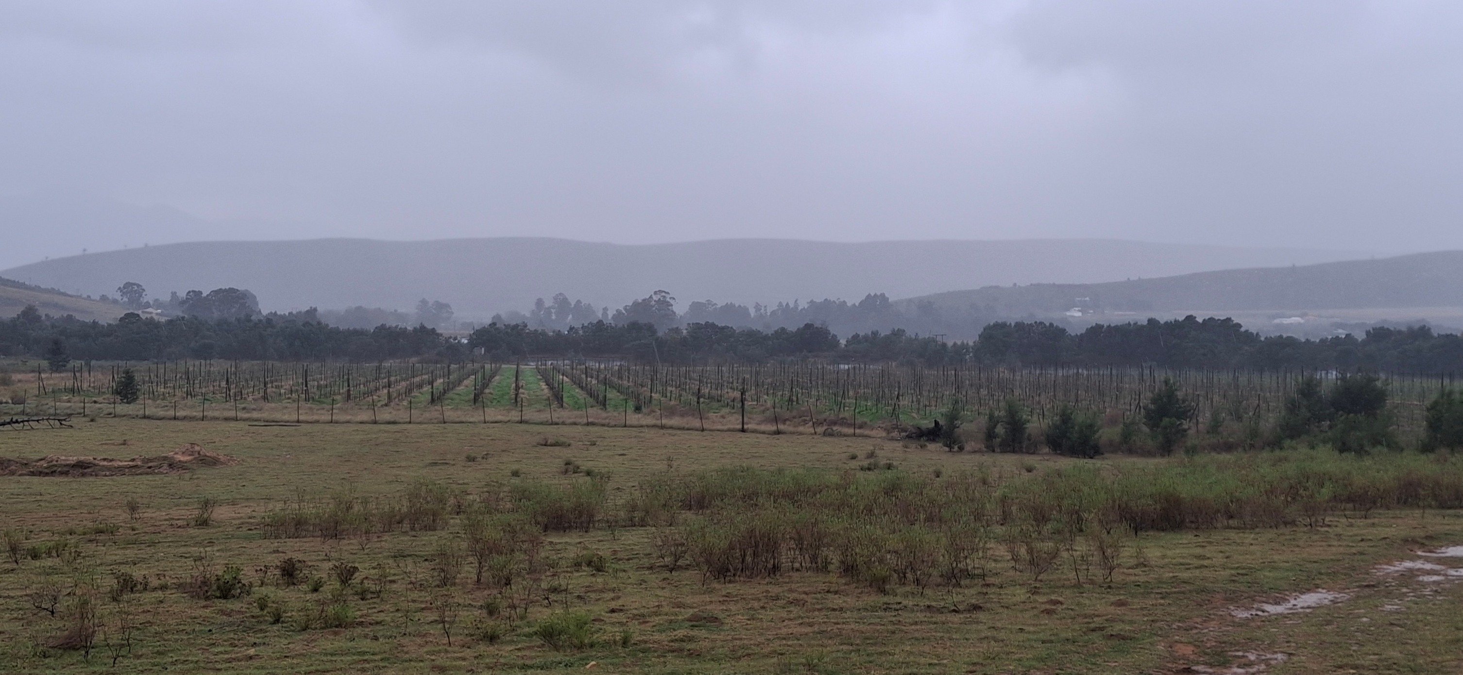 Reënval in SA | My eerste plasing reën in die Langkloof plaas ...