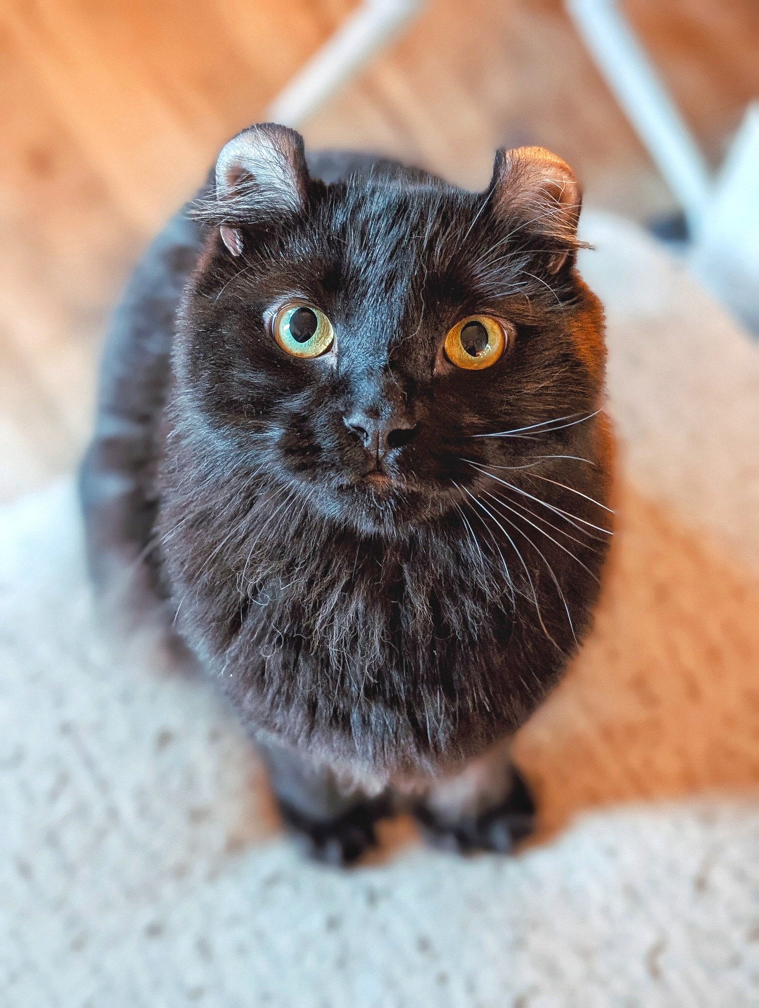 American Curl cat breed characteristics and features